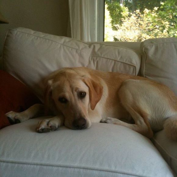 Meet your Posher, Bonnie bean - Picture 1 of 1